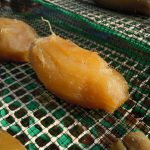 いずみ13号　丸干し芋乾燥途中