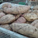 玉豊（タマユタカ）原料芋