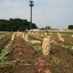 にんじん芋（人参芋）「兼六種）の原料芋