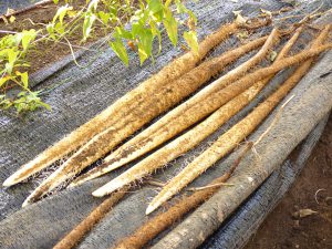 自然薯（じねんじょ）とは｜自然薯が山薬と呼ばれる理由