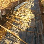 自然薯に含まれる注目成分「ジオスゲニン」