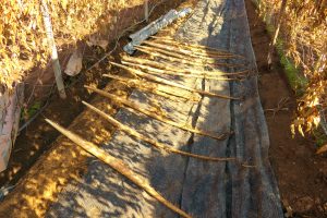 自然薯に含まれる注目成分「ジオスゲニン」