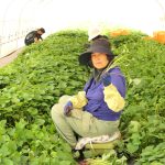 干し芋の季節が始まります!オカベファームの「苗切り」から植え付け準備まで