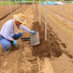 【取材レポート】2025年産自然薯の種芋植え付け風景 〜笠間自然薯研究会 弓野さんの畑より〜