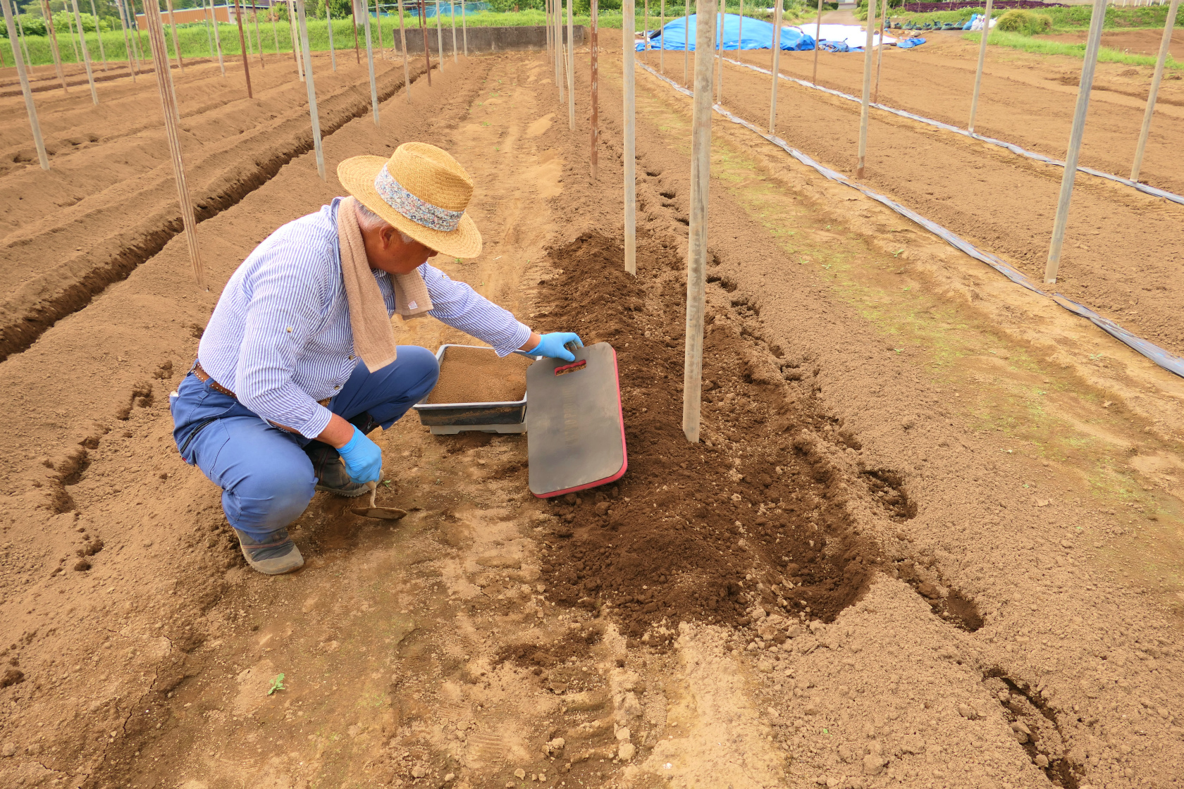【取材レポート】2025年産自然薯の種芋植え付け風景 〜笠間自然薯研究会 弓野さんの畑より〜