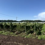 2025年 笠間自然薯研究会 圃場見学会レポート