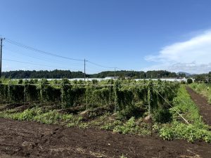 2025年　笠間自然薯研究会　圃場見学会レポート